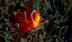 North Sulawesi-2018-DSC03480_rc- Spinecheek Anemonefish - Poisson clown a joues epineuses - Premnas biaculeatus